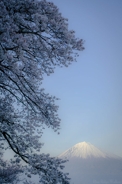 Mt.Fuji and SAKIURA