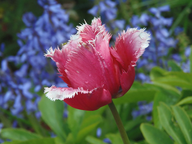 My favorite Tulip in the Garden