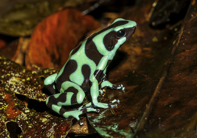 Green-and-black Poison Dart Frog - Dendrobates auratus (Dendrobatidae) 110p-5761