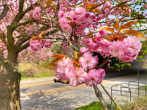 pink cherryblossoms @ Oude Baan in Leuven