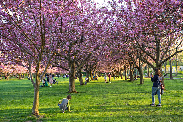 Cherry blossom at Brooklyn Botanic Garden