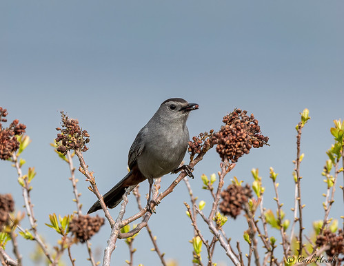 Gray Catbird | by houckc1991