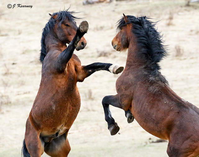 Wildie Stallions (Battling)