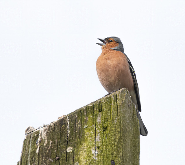 Male Chaffinch Singing It's Heart Out