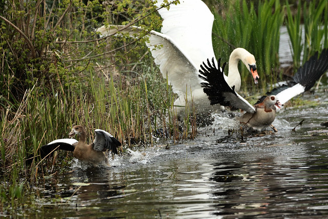 Swan & Goose