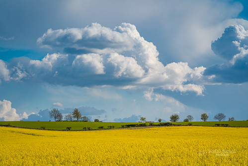 tbnate sony sonya7iii a7iii sony135gm 135gm 135mm landscape colours countryside clouds cloudy field hootonpagnell southyorkshire south yorkshire rapeseed trees horizon sky skyline telephoto telephotolandscape sunny afternoon outdoor outside nature tree
