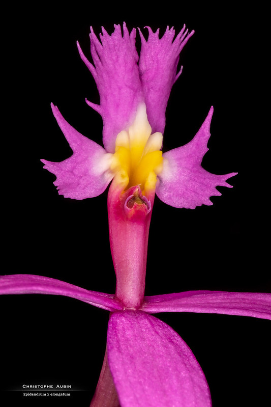 Epidendrum x elongatum 51161497066_89f864c8ec_c
