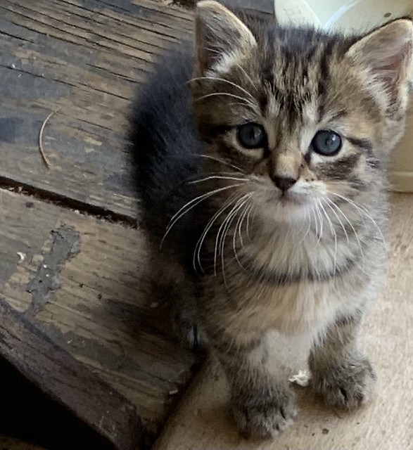 Cute kitten- re-do