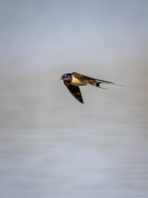 a swallow shoots across the water as fast as an arrow