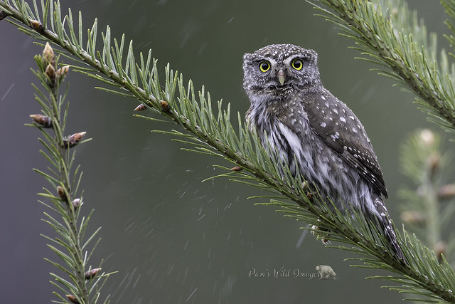 Pygmy In The Rain