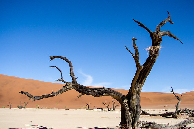 Le nid – Dead Vlei - Namibie