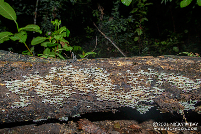 Bioluminescent mushrooms (Filoboletus manipularis) - DSC_1856_anim