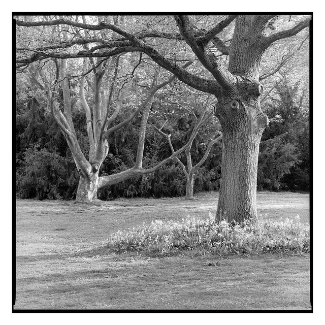 Three trees, Bushy Park