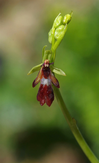Kent's Fly Orchids - Ophrys insectifera - after the rain....