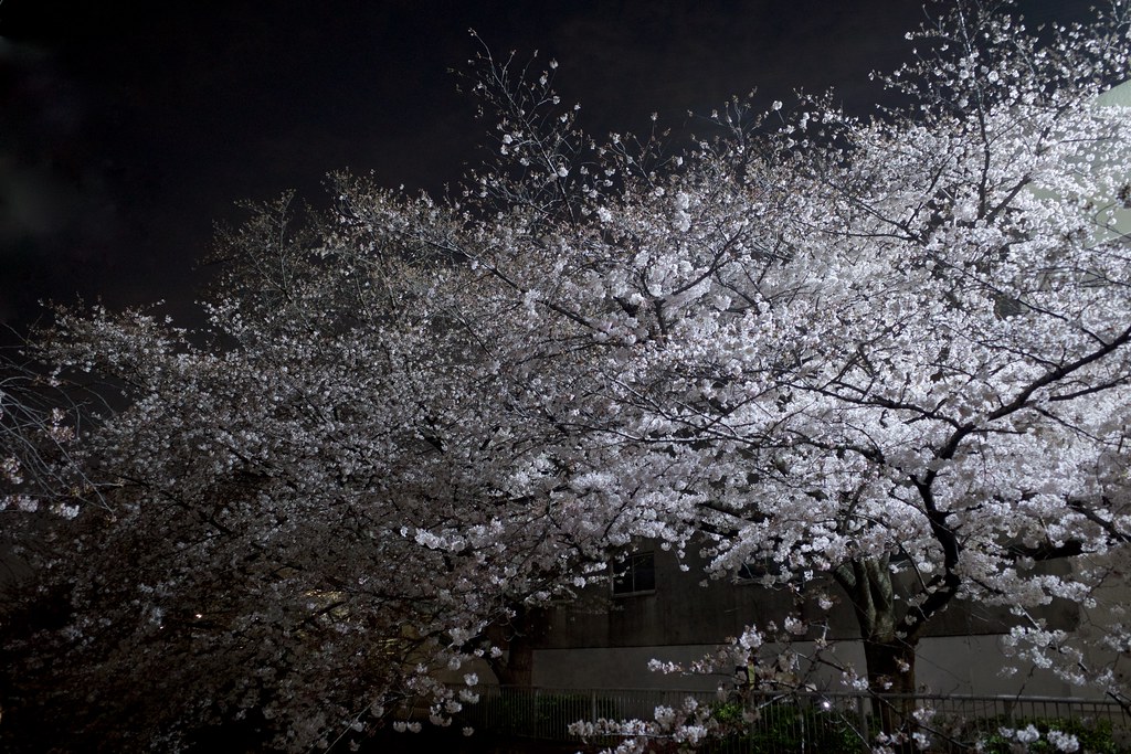 Light-up of cherry trees on the Shakujii-gawa riverside