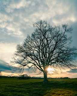 Baum im Abendlicht