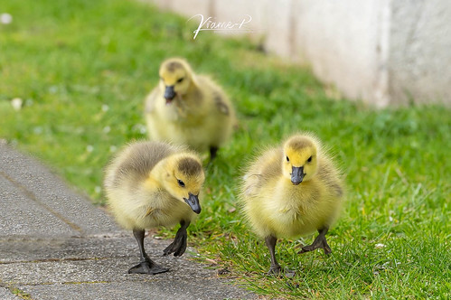 Come on ... let's Discover the New World... :-) | by M.Krämer
