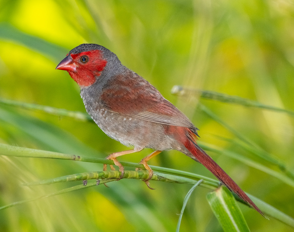Crimson Finch (female) - Casuarina Coastal Reserve, Darwin Harbour, Northern Territory, Australia