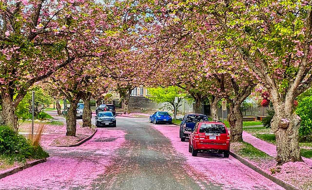 2021 - Vancouver - Cherry Blossom Snow - 2 of 2