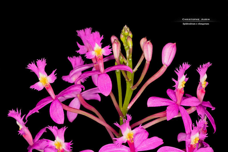 Epidendrum x elongatum 51162284869_afdc31dfa9_c
