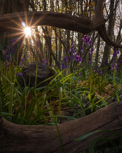bluebells sun leaves nature sunset kent england countryside wood woodland trees