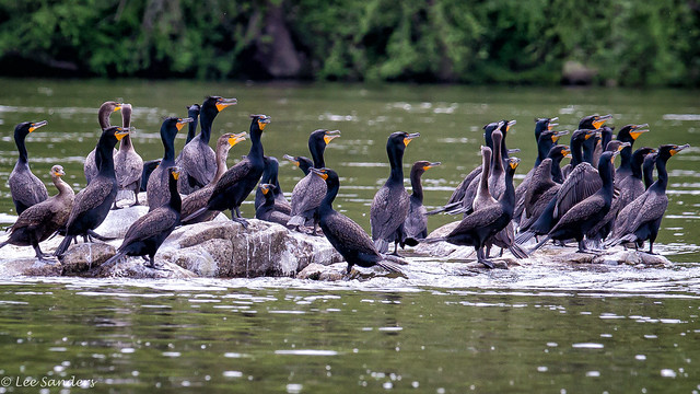 Double-crested Cormorants - A Flock On The Rocks