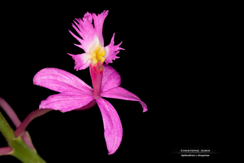 Epidendrum x elongatum 51162607965_75d43776ac_c