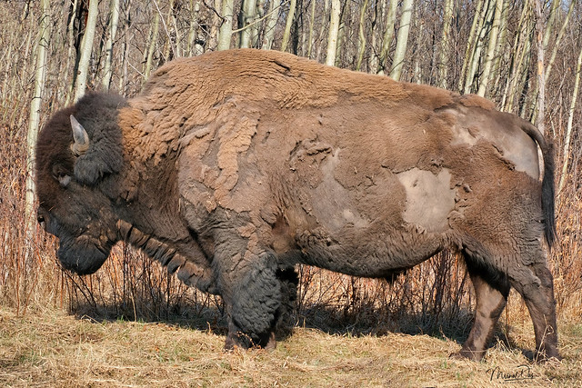 Plains Bison (Bison bison bison)