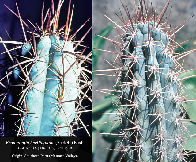 Browningia hertlingiana (collage)