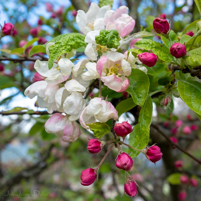 apple blossom | harlow carr