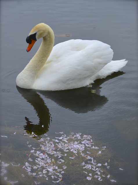 Swan And Blossom