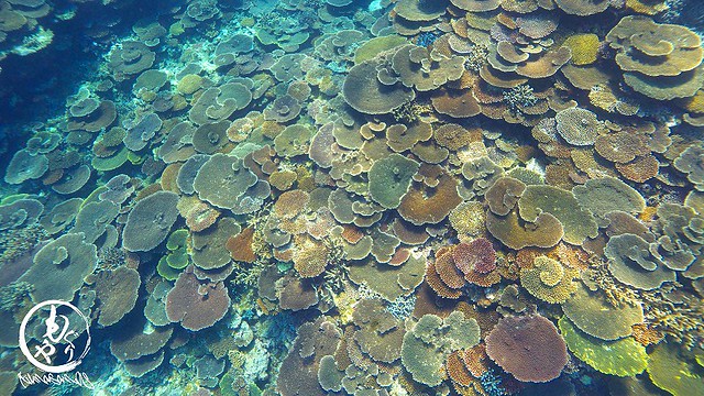くるくる珊瑚。（実際の色に近づくように彩度上げてます）