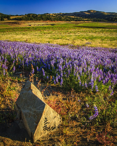 Rock, Lupine, Bridge by dcumminsusa, Once again a "Super Bloom" in California has made national news. This year it is at Folsom