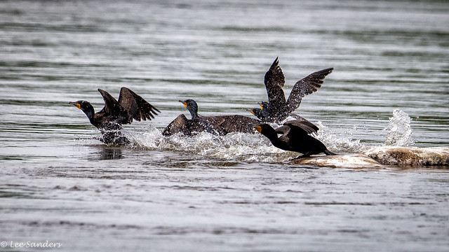 Cormorants Taking To Flight - Susquehanna River, Maryland.