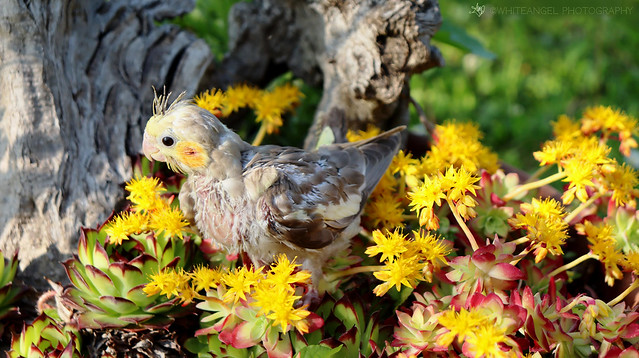 Free open-air! My cockatiel puppy Sconsy in the blossoming garden. Macro ph. by #WhiteANGEL