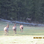 Deer & elks today! (4)                                