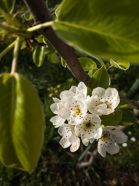 White pear tree flowers on a branch