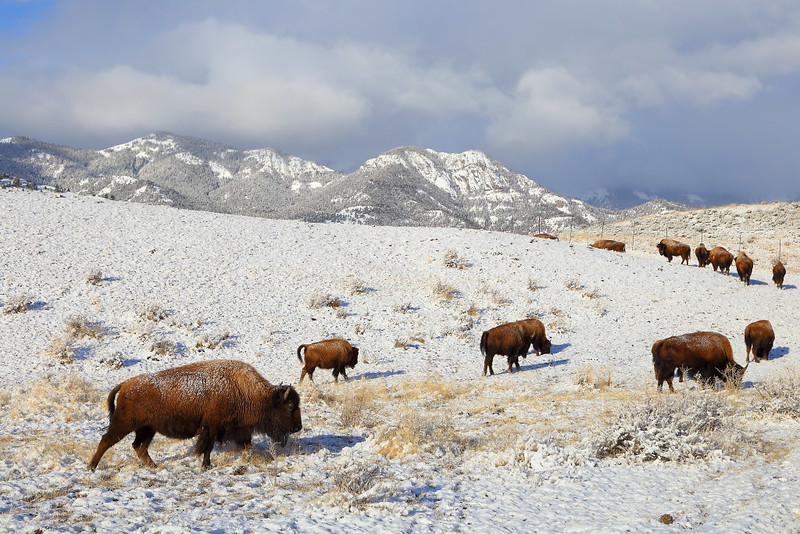 IMG_1850 Herd of Bison in Winter
