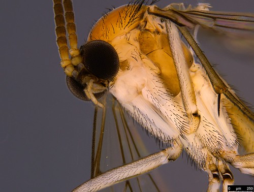 3d - Pyrtaula sp. | Sample from Malaise trap, Aranda, ACT, A… | Flickr