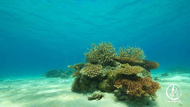 砂地の珊瑚。映えます。