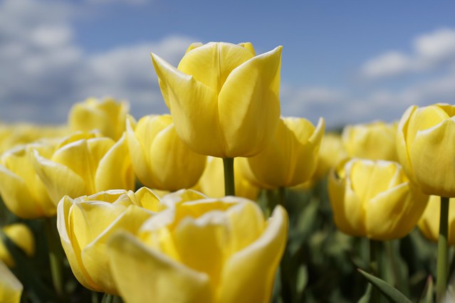 Yellow tulips at their best