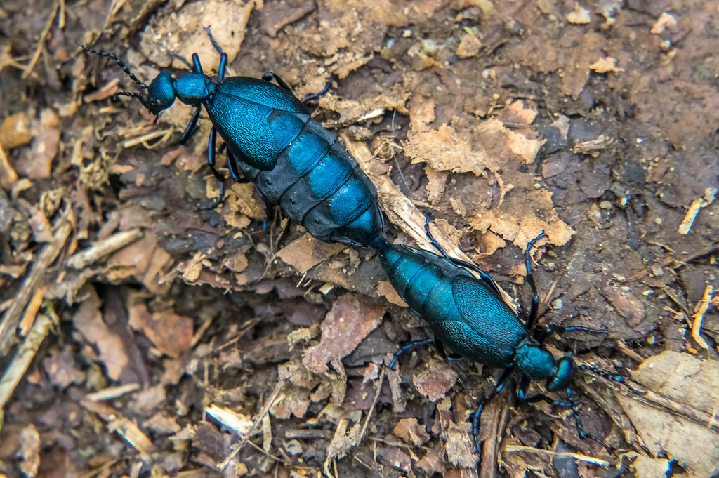 Oil beetles mating