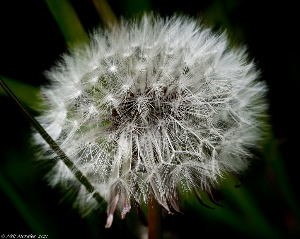 The dandelion clock | Once the plant is fertilised, the seed… | Flickr