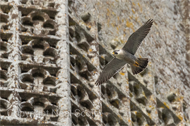 Peregrine male at Chichester