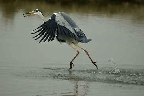 GREY HERON | by tony.cox27