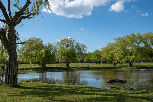 Hampton Hill Pond