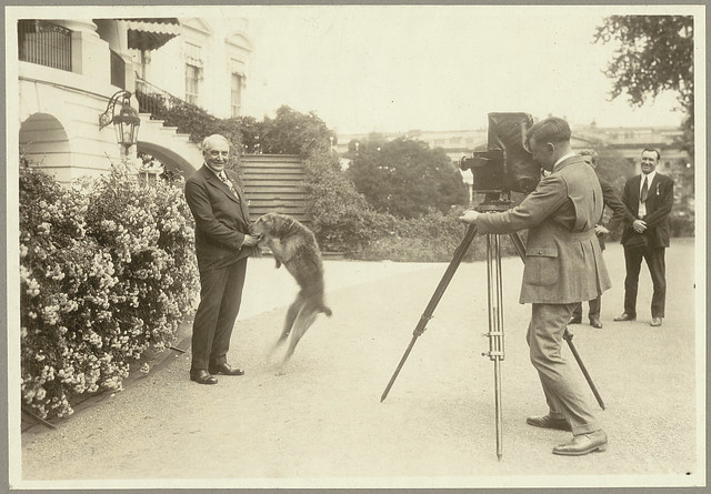 [President Harding with pet dog Laddie, being photographed in front of the White House] (LOC)
