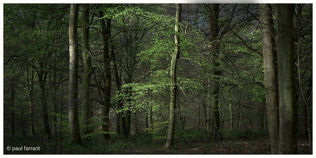 Friston Forest. E.sx