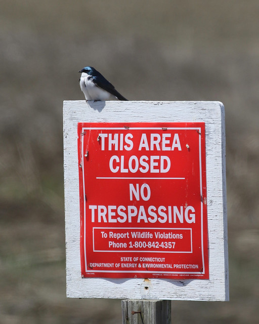 Tree Swallow - No Trespassing Sign