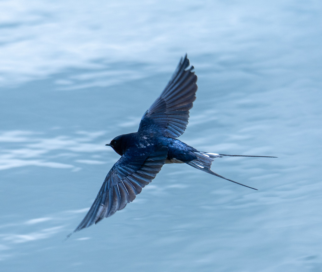 Barn swallow - Rauchschwalbe (Hirundo rustica)